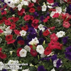 Petunia 'Easy Wave Union Jack Mix' -NAOMI Plant Shop flag3