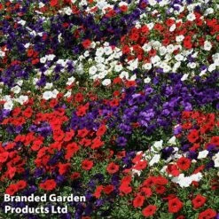 Petunia 'Easy Wave Union Jack Mix' -NAOMI Plant Shop flag4