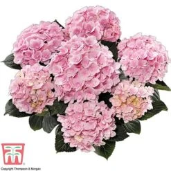 Hydrangea Macrophylla 'Florentina' -NAOMI Plant Shop flor1