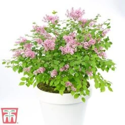 Lilac Dwarf 'Flowerfesta® Pink' -NAOMI Plant Shop flow1