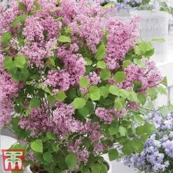 Lilac Dwarf 'Flowerfesta® Pink' -NAOMI Plant Shop flowd