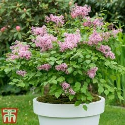 Lilac Dwarf 'Flowerfesta® Pink' -NAOMI Plant Shop flows
