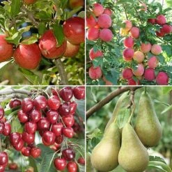 Mini Orchard Collection -NAOMI Plant Shop fruit NOW1