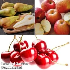 Mini Orchard Pie Trio -NAOMI Plant Shop fruit3b