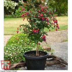 New Products -NAOMI Plant Shop fuch ang b