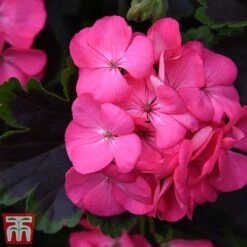 Geranium 'Tall Dark & Handsome Hot Pink' -NAOMI Plant Shop gera41