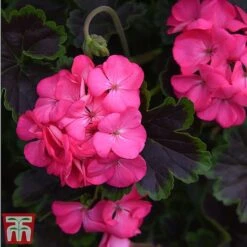 Geranium 'Tall Dark & Handsome Hot Pink' -NAOMI Plant Shop gera5