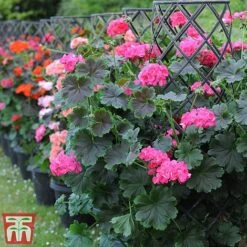 Geranium 'Tall Dark & Handsome Hot Pink' -NAOMI Plant Shop gera6