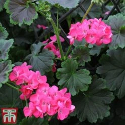 Geranium 'Tall Dark & Handsome Hot Pink' -NAOMI Plant Shop gera7