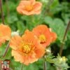 Geum Coccineum 'Cooky'