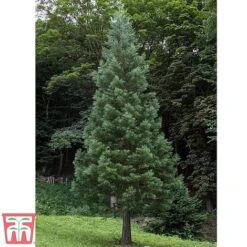 Sequoiadendron Giganteum 'Glaucum' -NAOMI Plant Shop gl2