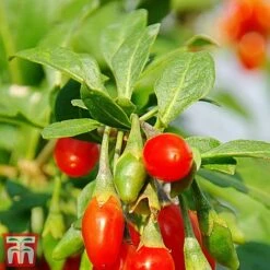 Goji Berry 'Sweet Lifeberry' -NAOMI Plant Shop goji2