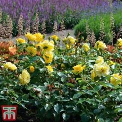 Rose 'Precious Gold' (Floribunda Rose) -NAOMI Plant Shop gold21
