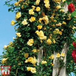 Rose 'Golden Showers' (Climbing) -NAOMI Plant Shop golden