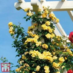 Rose 'Golden Showers' (Climbing) -NAOMI Plant Shop golden2
