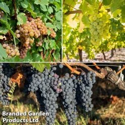 Grape 'Trio Mix'