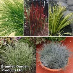 Colourful Ornamental Grass Collection -NAOMI Plant Shop grass coll