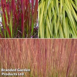 Summer Grass Trio -NAOMI Plant Shop grass trio3