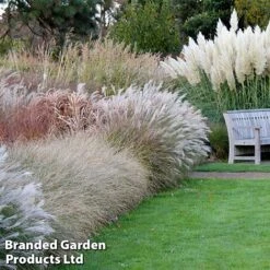 Nurserymans Choice Grass Collection -NAOMI Plant Shop grass2