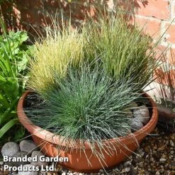 Nurserymans Choice Grass Collection -NAOMI Plant Shop grass21