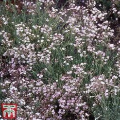 Everlasting Perennial Collection -NAOMI Plant Shop gypsophila rosea2