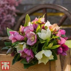 Hellebore X Hybridus 'Mixed' -NAOMI Plant Shop helle3