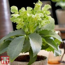 Hellebore 'Silver Lace'