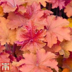Heuchera 'Caramel'