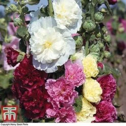 Everlasting Perennial Collection -NAOMI Plant Shop hollyhock chatersmixed3