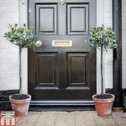 Holly 'Golden King' (Standard Tree) -NAOMI Plant Shop hols1