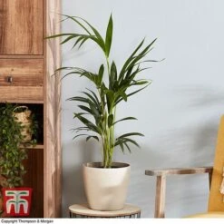 Kentia Palm -NAOMI Plant Shop howe fors2