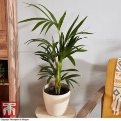 Kentia Palm -NAOMI Plant Shop howe fors3