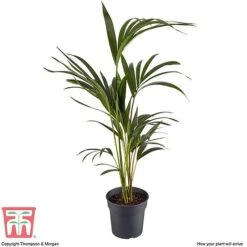Kentia Palm -NAOMI Plant Shop howe fors4