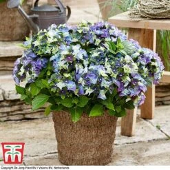 Hydrangea Macrophylla 'Lady Mata Hari Duo' (Royalty Collection) -NAOMI Plant Shop hyd blue T1