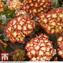 Hydrangea Macrophylla 'Light My Fire' -NAOMI Plant Shop hyd light T3