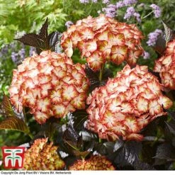 Hydrangea Macrophylla 'Light My Fire' -NAOMI Plant Shop hyd light T4