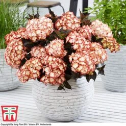 Hydrangea Macrophylla 'Light My Fire' -NAOMI Plant Shop hyd light T5