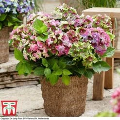 Hydrangea Macrophylla 'Lady Mata Hari Duo' (Royalty Collection) -NAOMI Plant Shop hyd pink T