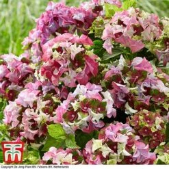 Hydrangea Macrophylla 'Lady Mata Hari Pink' (Royalty Collection) -NAOMI Plant Shop hyd pink T4