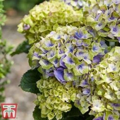 Hydrangea Macrophylla 'Magical Jewel' -NAOMI Plant Shop hydr31