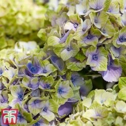 Hydrangea Macrophylla 'Magical Jewel' -NAOMI Plant Shop hydr42