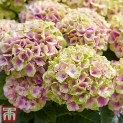 Hydrangea Macrophylla 'Magical Jewel' -NAOMI Plant Shop hydr7