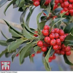 Holly 'Green Alaska' -NAOMI Plant Shop ilex gree b