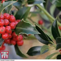 Holly 'Green Alaska' -NAOMI Plant Shop ilex gree c