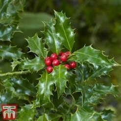 Holly 'Green Alaska'