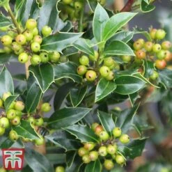 Holly 'Green Alaska' -NAOMI Plant Shop ilex gree f