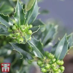 Holly 'Green Alaska' -NAOMI Plant Shop ilex green e