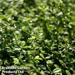 Ilex Crenata 'Dark Green' -NAOMI Plant Shop ilexdarkgreen