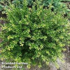 Ilex Crenata 'Glorie Dwarf' -NAOMI Plant Shop ilexglorie
