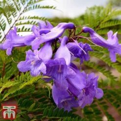 Jacaranda 'Bonsai Blue' -NAOMI Plant Shop jaca bons